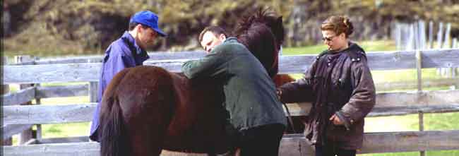 Dyngja breedingshow