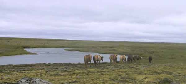 Ţorvaldshals in the south