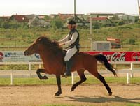 Kolfinnur fr� Kjarnholtum